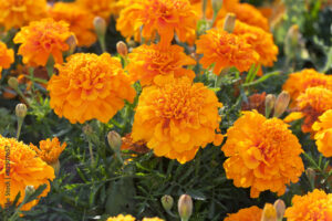 marigold