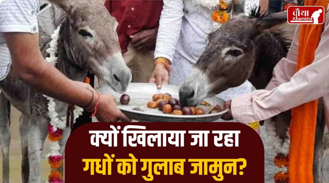 Gulab Jamun To Donkeys