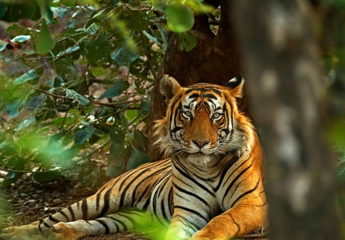 International Tiger Day 2024