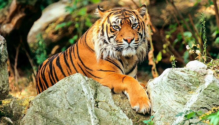 International Tiger Day 2024