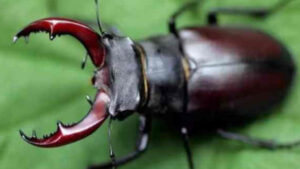 Stag Beetle