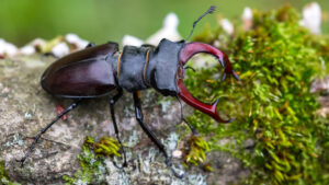 Stag Beetle