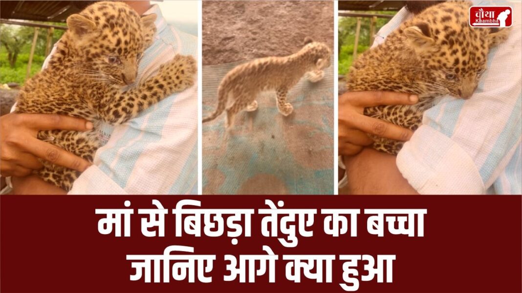 Leopard Cub Video