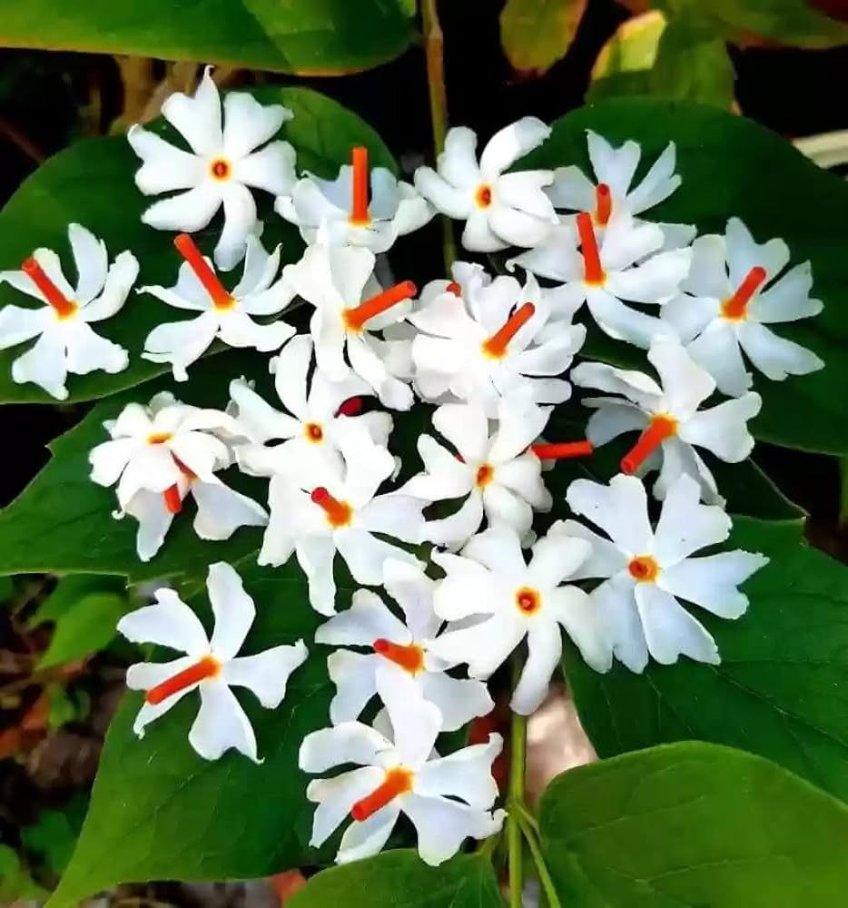 Ganesh Chaturthi 2024, Ganesha's favorite flower, hibiscus flower, kadamba flower, marigold flower, kumudini flower, harsingar flower, durva grass