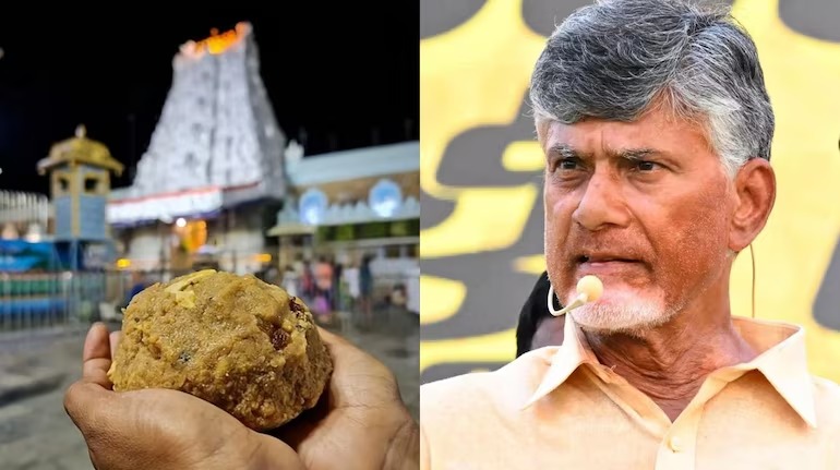 Beef Tallow In Tirupati Laddu 