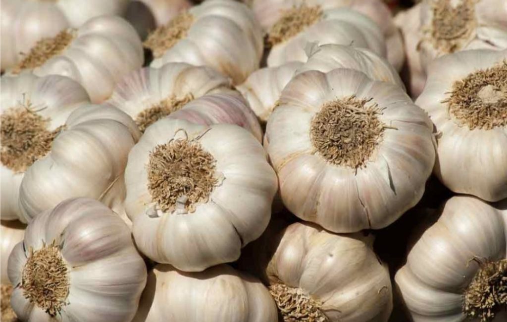 Garlic theft As Prices Rise