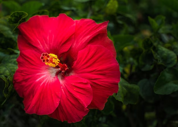 Ganesh Chaturthi 2024, Ganesha's favorite flower, hibiscus flower, kadamba flower, marigold flower, kumudini flower, harsingar flower, durva grass