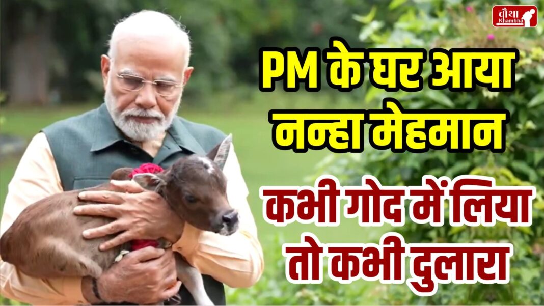 PM Modi, Calf, Deepjyoti, Lok Kalyan Marg, PM Awas, Cow