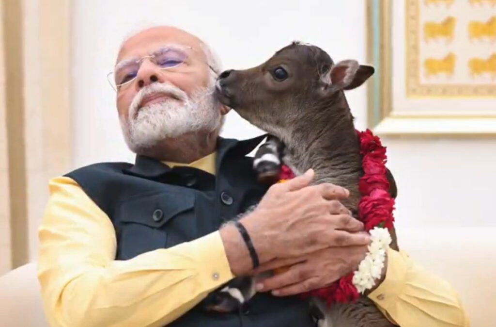 PM Modi, Calf, Deepjyoti, Lok Kalyan Marg, PM Awas, Cow