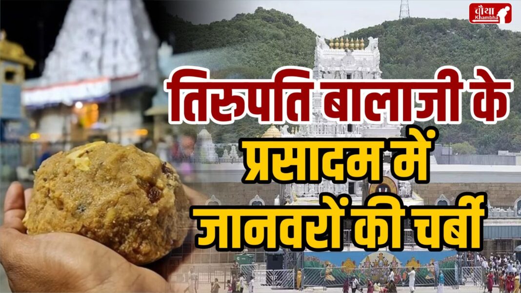 Tirupati Balaji Temple, fat in Prasadam, animal fat, Andhra Pradesh, CM N Chandrababu Naidu