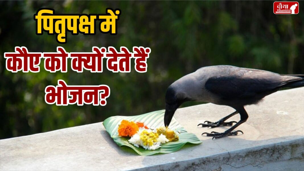 Pitru Paksha 2024, crow, Pitru Paksha and crow, story of crow in Pitru Paksha, Shraddha food, Ramayana, Shri Ram