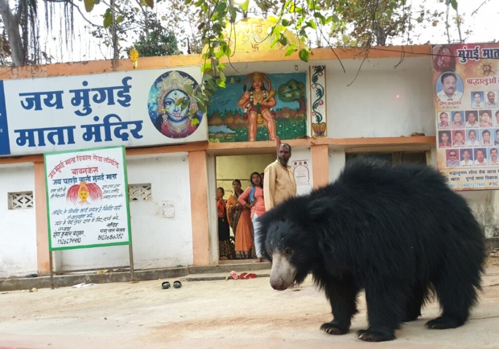 Chandi Mata Temple, Chang Devi Temple, Mungai Mata Temple, bear, bhalu, Chhattisgarh, Navratri,