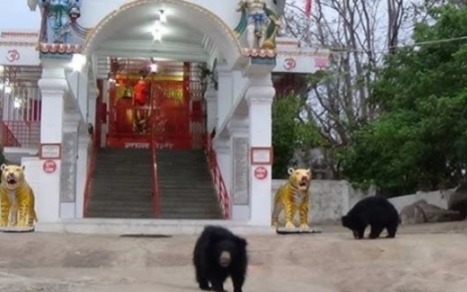 Chandi Mata Temple, Chang Devi Temple, Mungai Mata Temple, bear, bhalu, Chhattisgarh, Navratri,