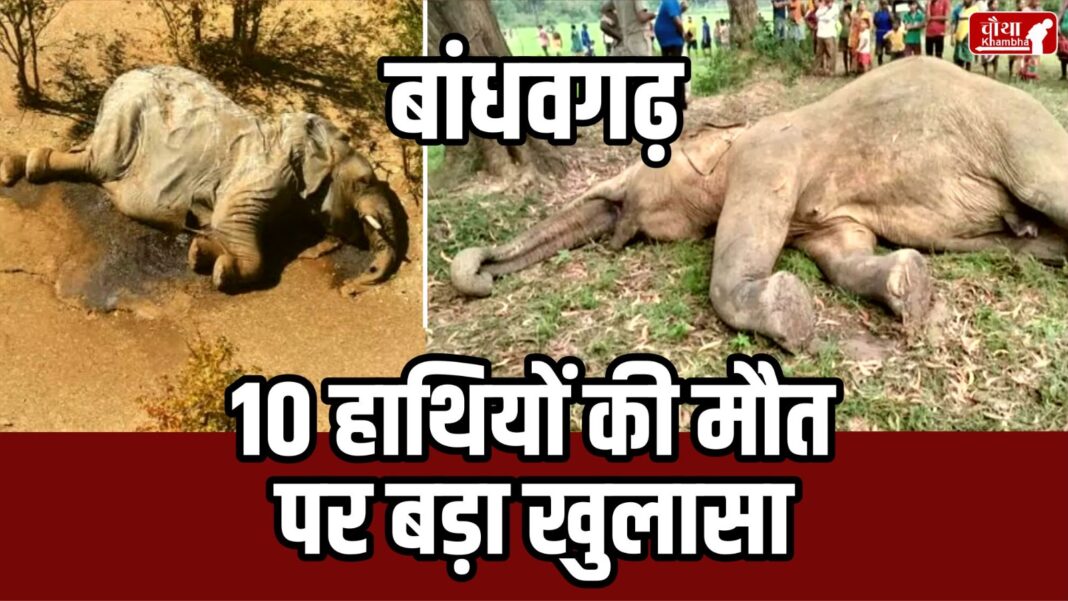 Bandhavgarh Elephants Death Reason