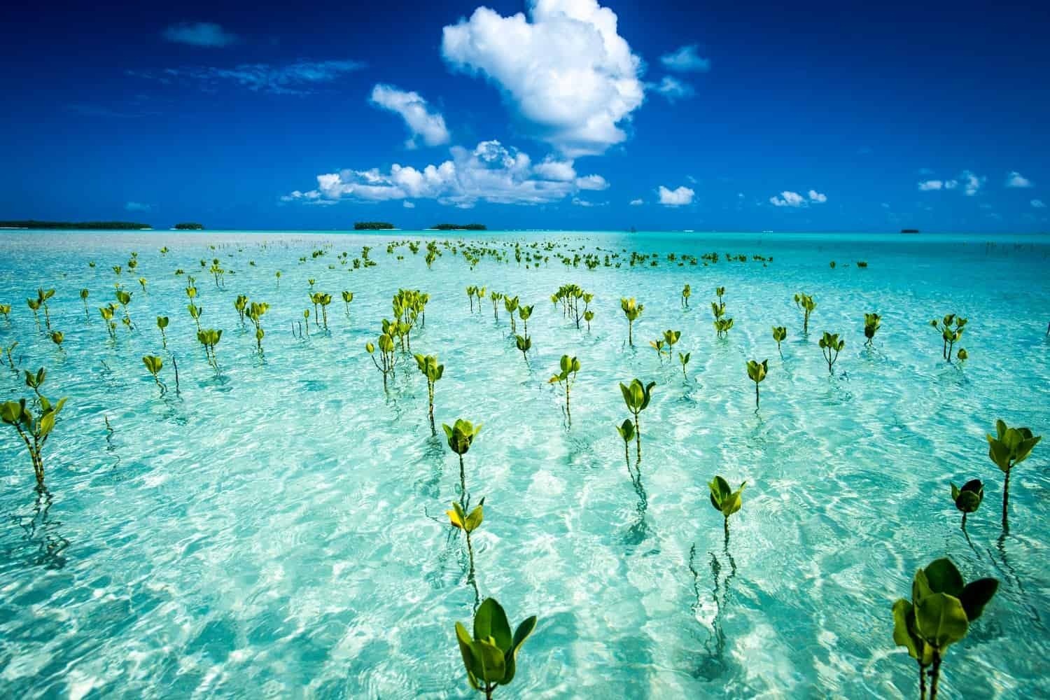 Tuvalu Island 