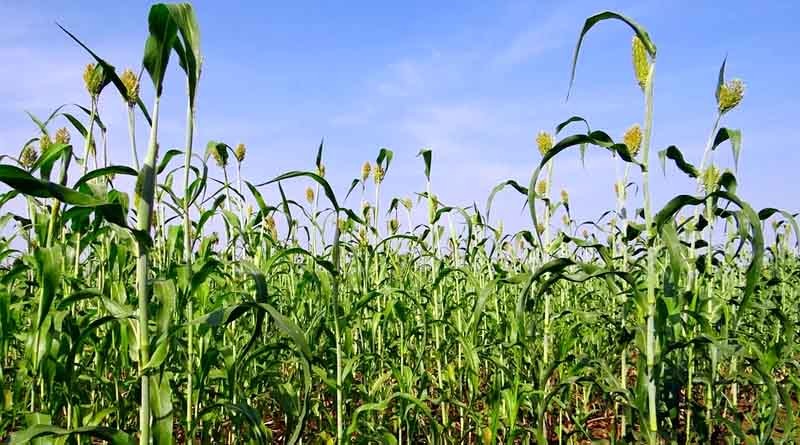 Warning On Poisonous Farming