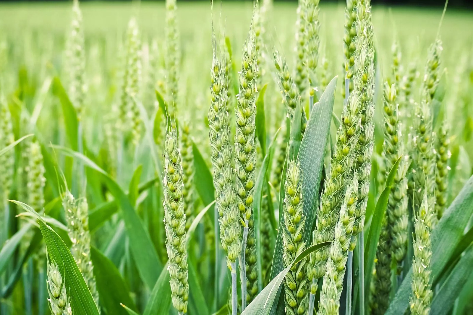 Warning On Poisonous Farming