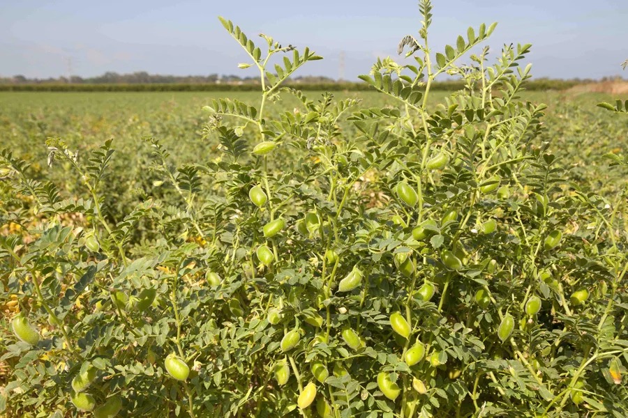 Warning On Poisonous Farming