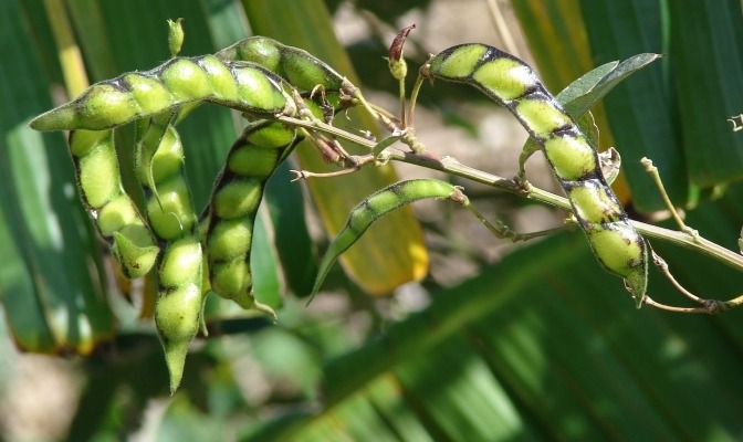 Warning On Poisonous Farming