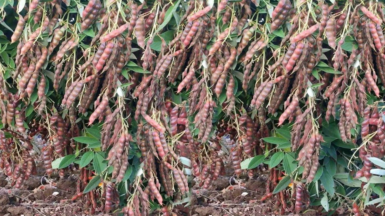 Warning On Poisonous Farming