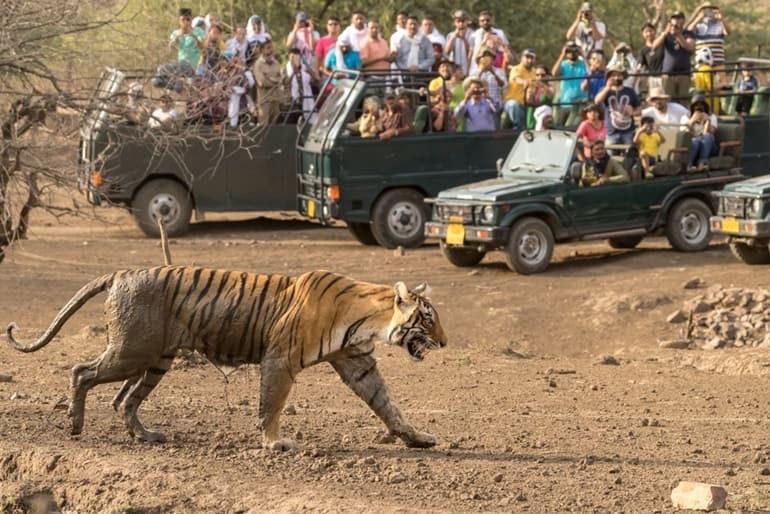 8th Tiger Reserve of MP