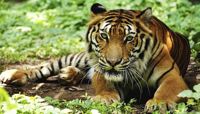 Ratapani, Tiger Reserve, Ratapani Tiger Reserve, Where is Ratapani, 90 tigers in Ratapani, Wild Life Sanctuary