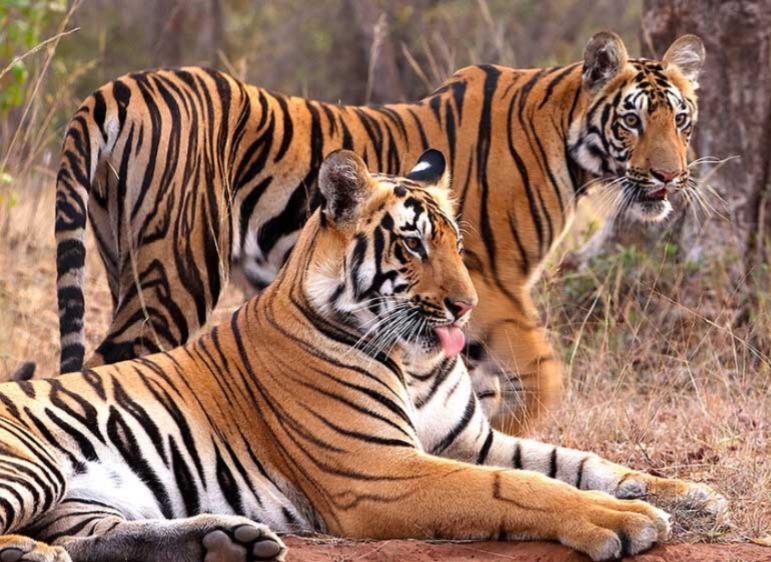 Ratapani, Tiger Reserve, Ratapani Tiger Reserve, Where is Ratapani, 90 tigers in Ratapani, Wild Life Sanctuary