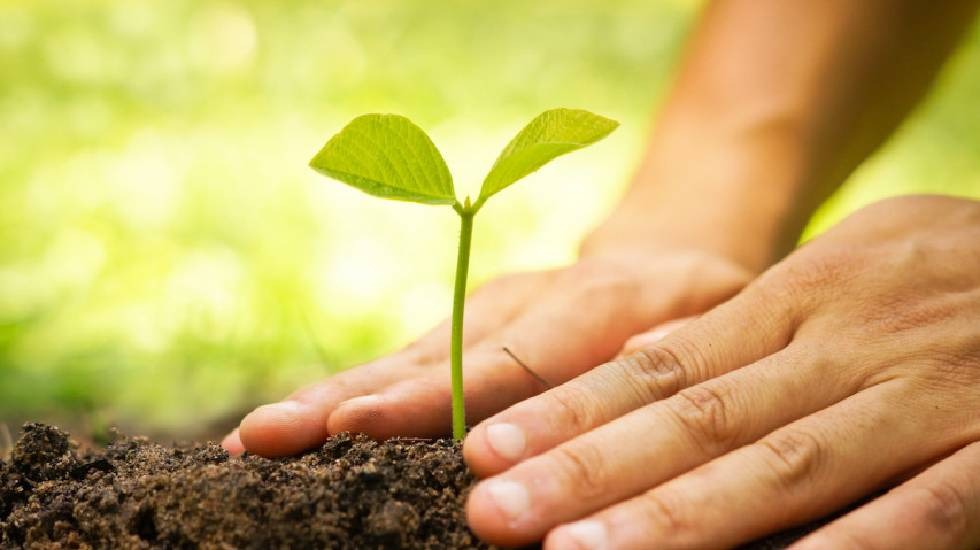 Punishment For Planting Trees