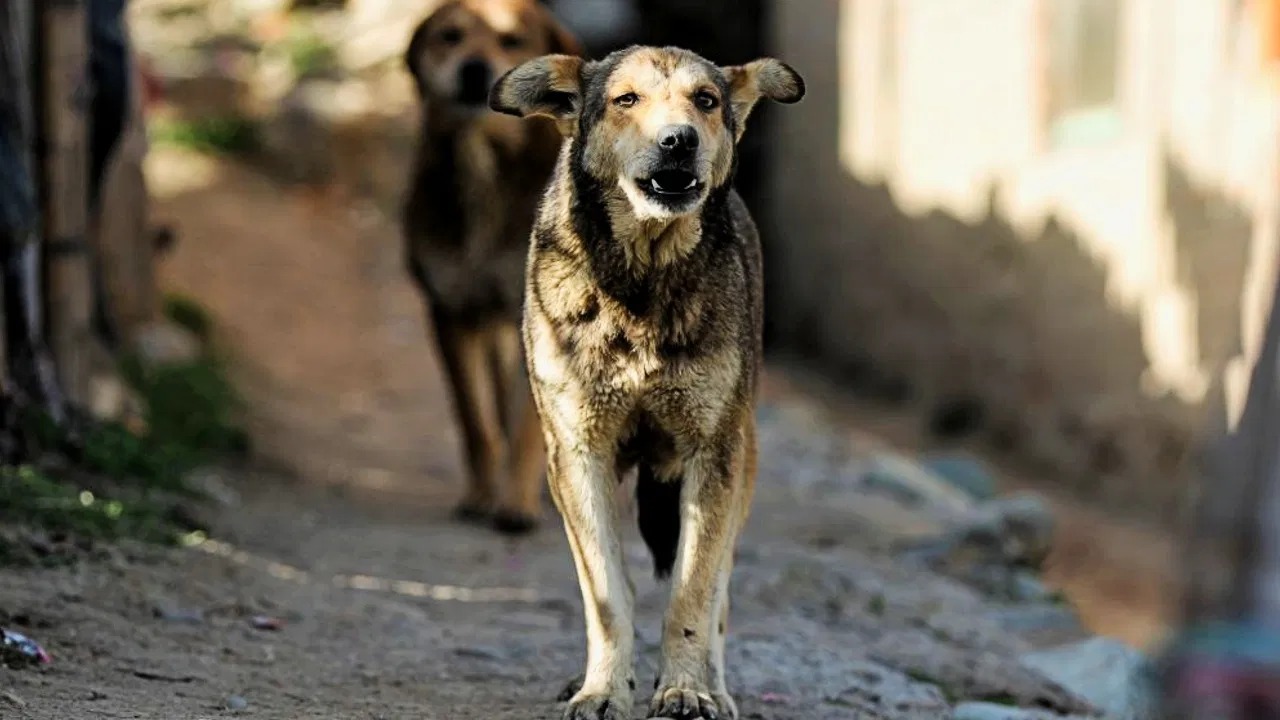 Street Dog Attack