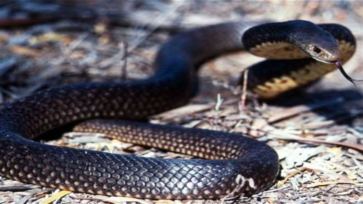 Mahoba Snake Bite