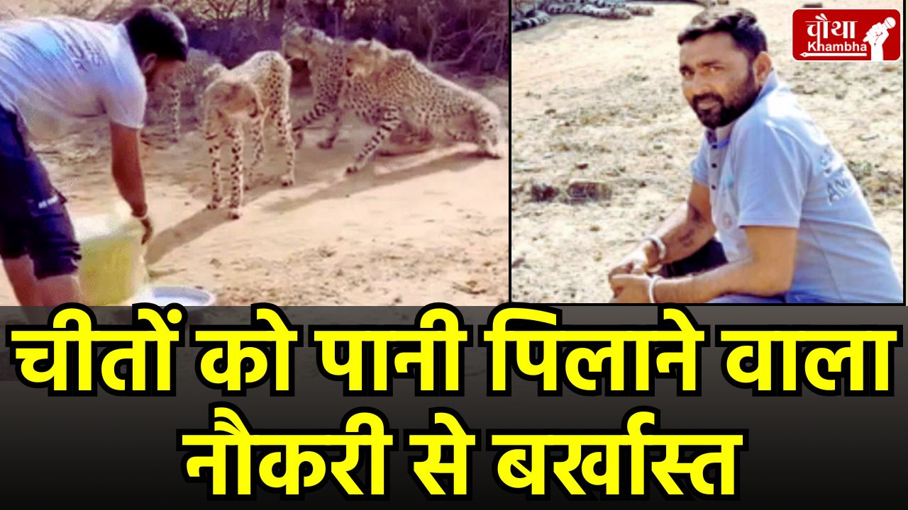 Gujjar community, Cheetahs in MP, driver satyanarayan, water to Cheetahs, Cheetah in MP