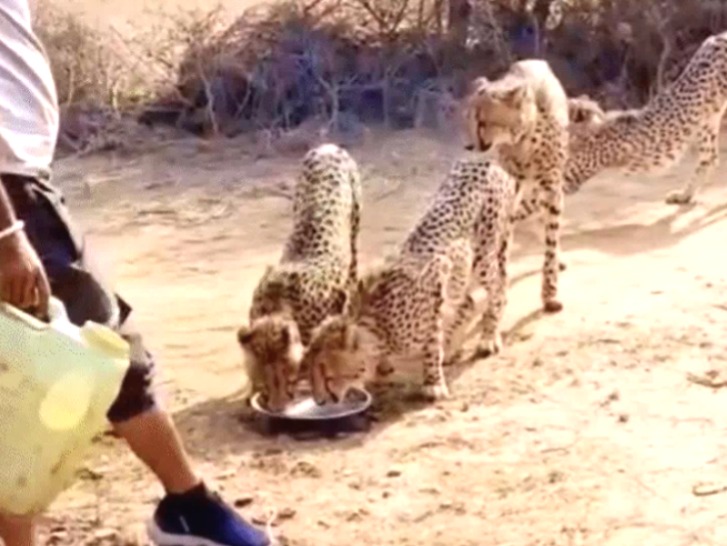 Gujjar community, Cheetahs in MP, driver satyanarayan, water to Cheetahs, Cheetah in MP