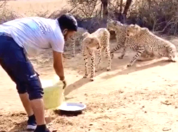 Gujjar community, Cheetahs in MP, driver satyanarayan, water to Cheetahs, Cheetah in MP