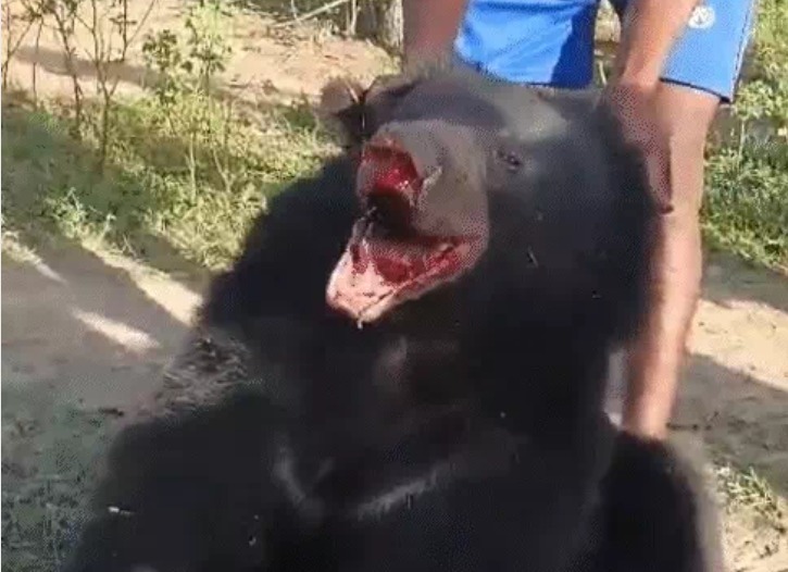 bear brutally beat, bear Chhattisgarh news, Rasha Tandon, bear viral video, chhattisgarh news
