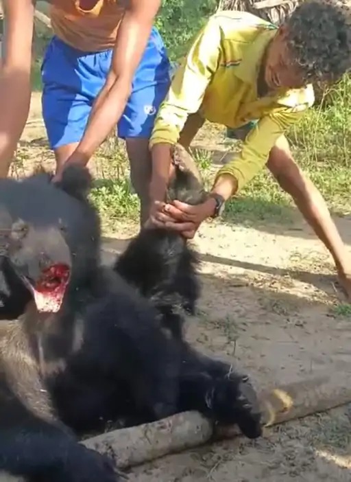 bear brutally beat, bear Chhattisgarh news, Rasha Tandon, bear viral video, chhattisgarh news
