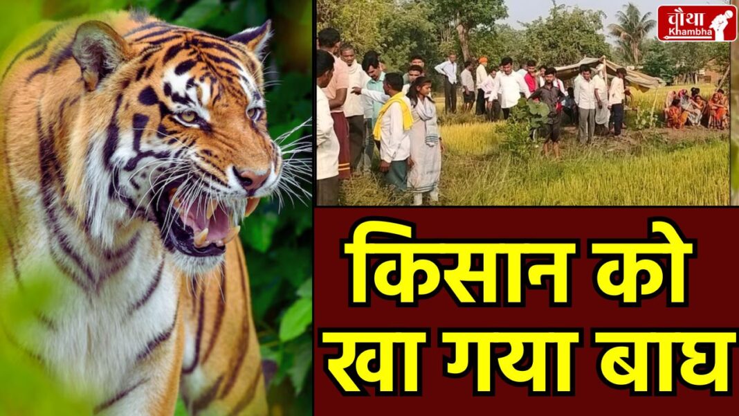 Balaghat tiger attack, Tiger Attack, MP Tiger Attack, Tiger Attack on Farmer, Balaghat News,