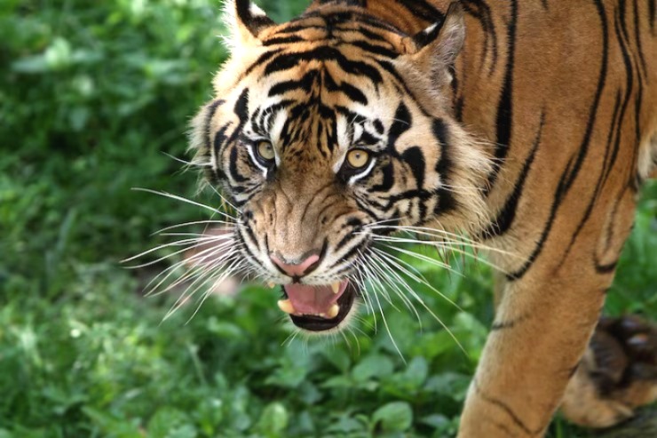 Balaghat tiger attack, Tiger Attack, MP Tiger Attack, Tiger Attack on Farmer, Balaghat News,