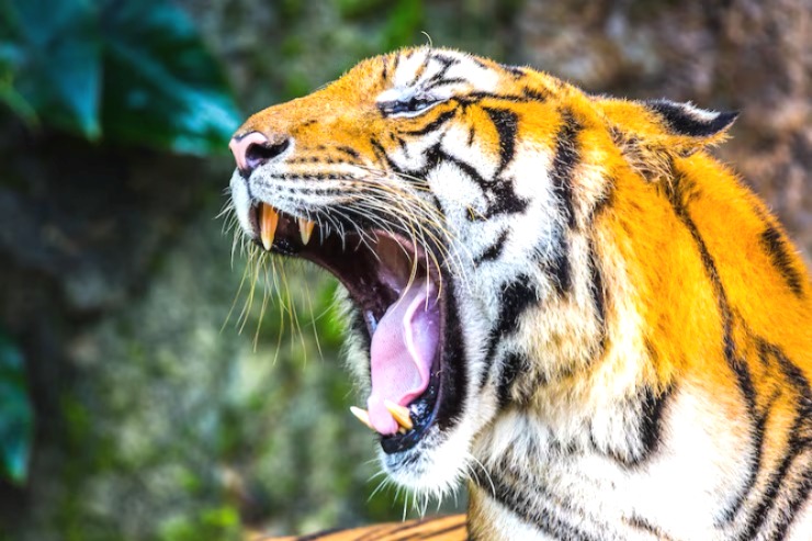 Balaghat tiger attack, Tiger Attack, MP Tiger Attack, Tiger Attack on Farmer, Balaghat News,