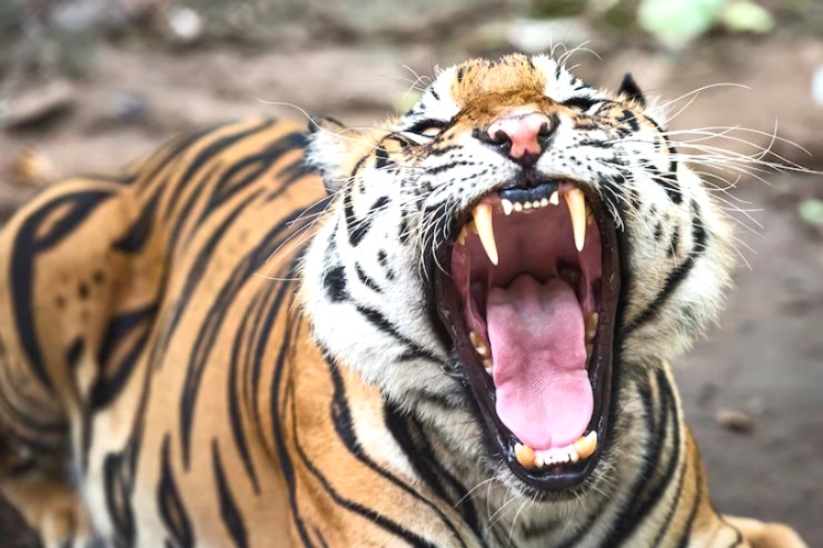 Balaghat tiger attack, Tiger Attack, MP Tiger Attack, Tiger Attack on Farmer, Balaghat News,