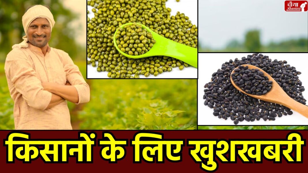 Moong urad purchase at MSP Moong Procurement MSP, 19 June Registration, Moong MSP, Madhya Pradesh Kisan Yojana, Moong Procurement 2024, Farmer Registration, Mohan Yadav, Agriculture Minister, Shivraj Singh Chouhan, MP Kranges, Kisan Sangh, Jitu Patwari, CM Mohan Yadav, Bhopal News, CM, Mohan News What is MSP, Kheti News, Urad procurement MSP
