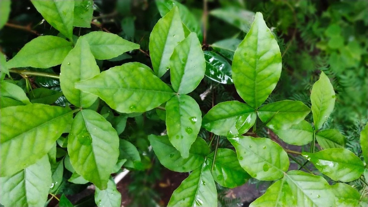 belpatra,Belpatra story, benefits of Belpatra, importance of Belpatra, Lord Shiva, Lord Shiva and Belpatra, Mahashivratri offer Belpatra to Shiva religion news, Sawan 2025 Sawan Somwar. special story,