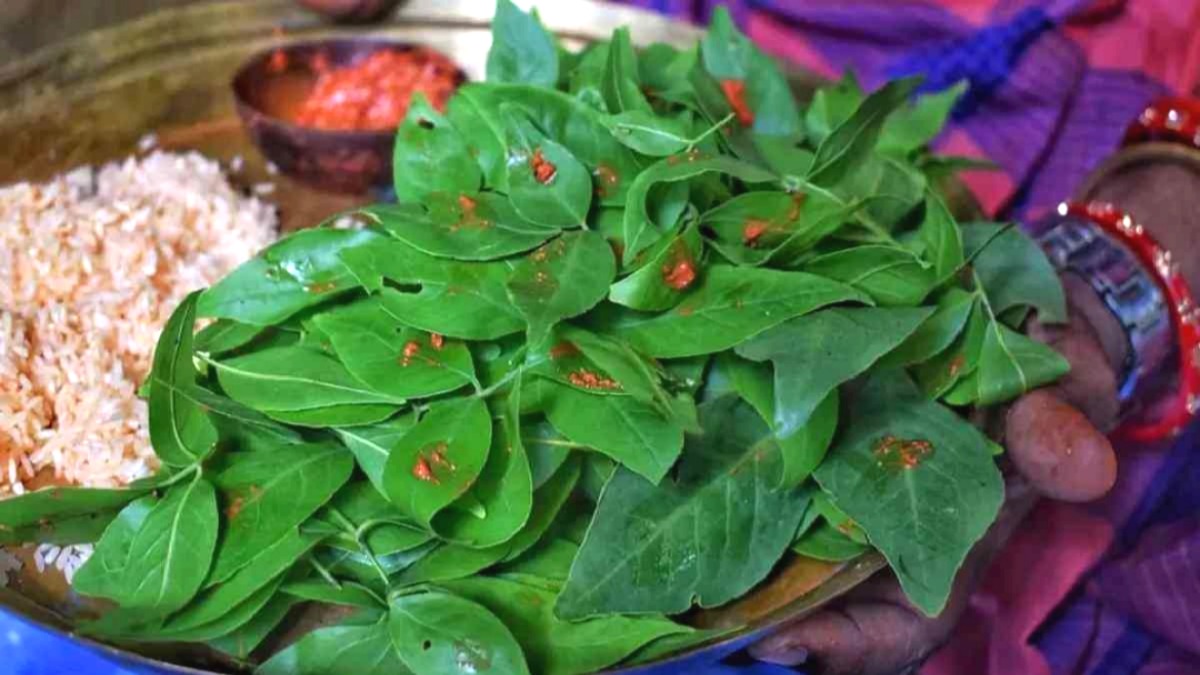 belpatra,Belpatra story, benefits of Belpatra, importance of Belpatra, Lord Shiva, Lord Shiva and Belpatra, Mahashivratri offer Belpatra to Shiva religion news, Sawan 2025 Sawan Somwar. special story,