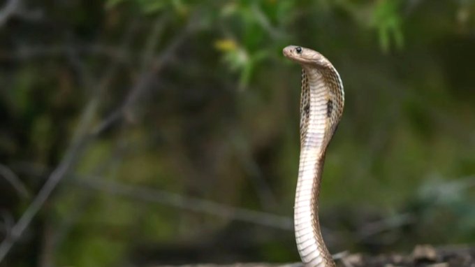 Astik Muni, happy nag panchami, Kaliya nag, Kalsarp Dosh, nag panchami, nag panchami 2025, nag panchami katha, nag panchami muhurat, nag panchami puja, nag panchami story,