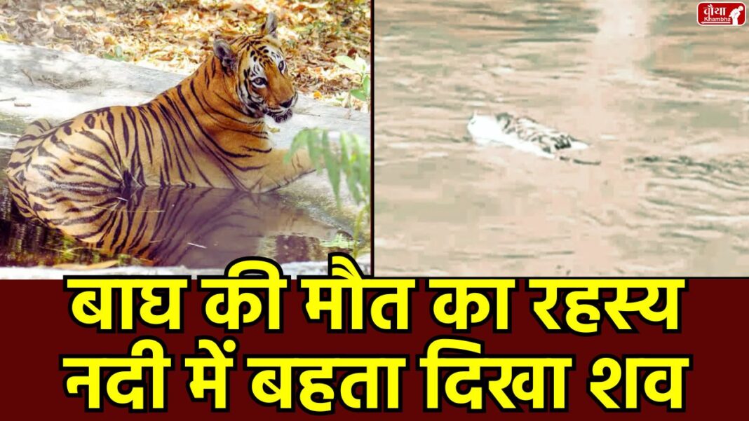 Kanha Tiger Reserve, tiger carcass, Banjar river, SDERF team, Mandla, Mukki zone, wildlife conservation, tiger death