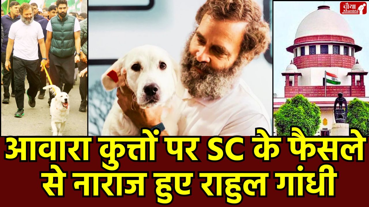 Rahul Gandhi Stray Dogs, Rahul Gandhi Reaction, Congress leader Rahul Gandhi, Rahul Gandhi's statement, Stray Dogs' capture, Supreme Court on Stray Dogs, stray dogs, Supreme Court, Rahul Gandhi, Delhi-NCR, shelter home, rabies, s