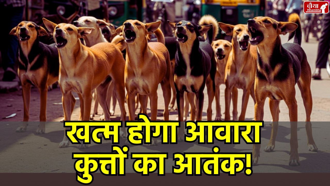 Supreme Court's decision, catching of stray dogs, stray dogs, Supreme Court, Delhi NCR, dog shelter, rabies, street dog, stray dogs, Supreme Court On Stray Dogs