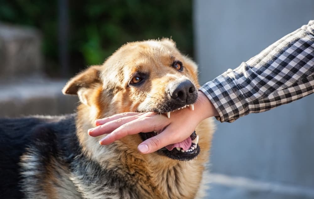 What is rabies, rabies, rabies case, how rabies happens, dog bite, dog attack. Rabies symptoms, rabies prevention, rabies treatment, rabies research,