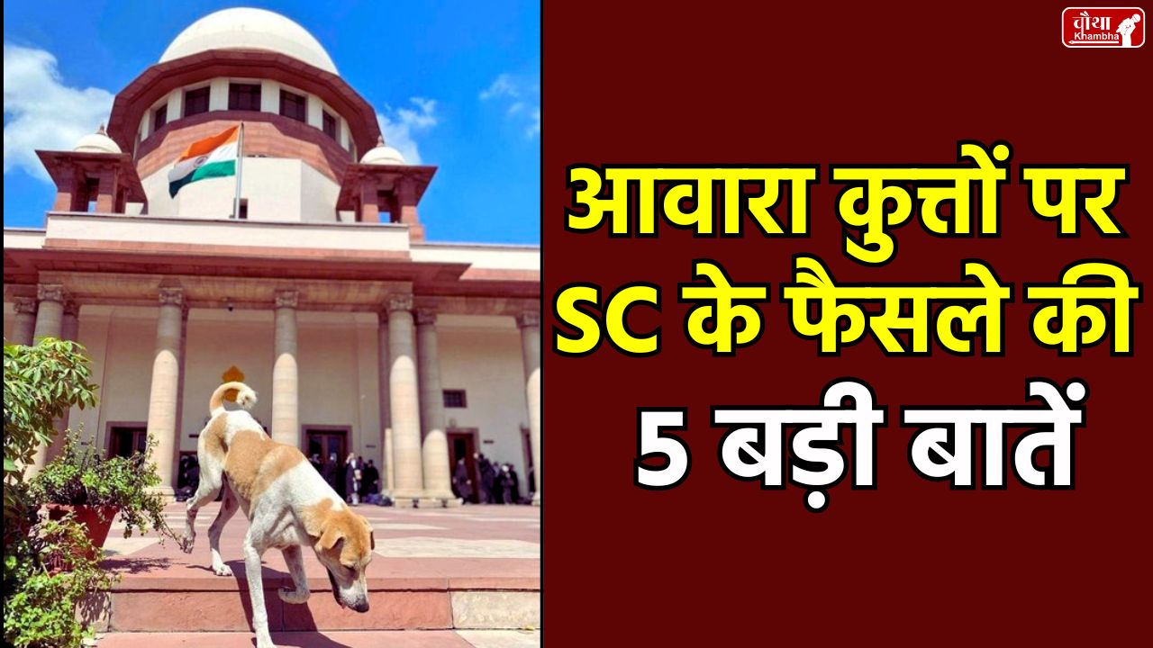Supreme Court, stray dogs, sterilisation, rabies, dog lovers, fines, stray dogs, Supreme Court order, public places, animal welfare
