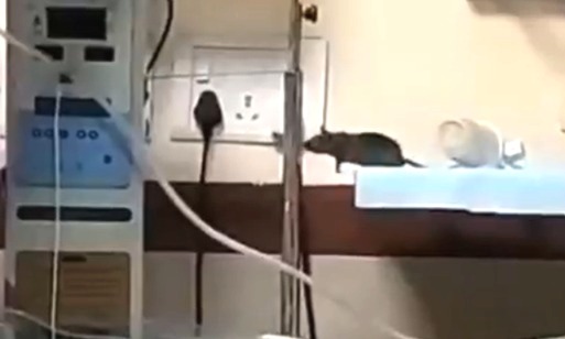 MY Hospital, MY Hospital case, MY Hospital rats, Newborn death, baby death after rat bite, Indore MY Hospital, Death of newborn baby, Child bitten by rats, NICU negligence, MYH Indore rat incident, Human Rights Commission investigation, High level committee, Indore news,