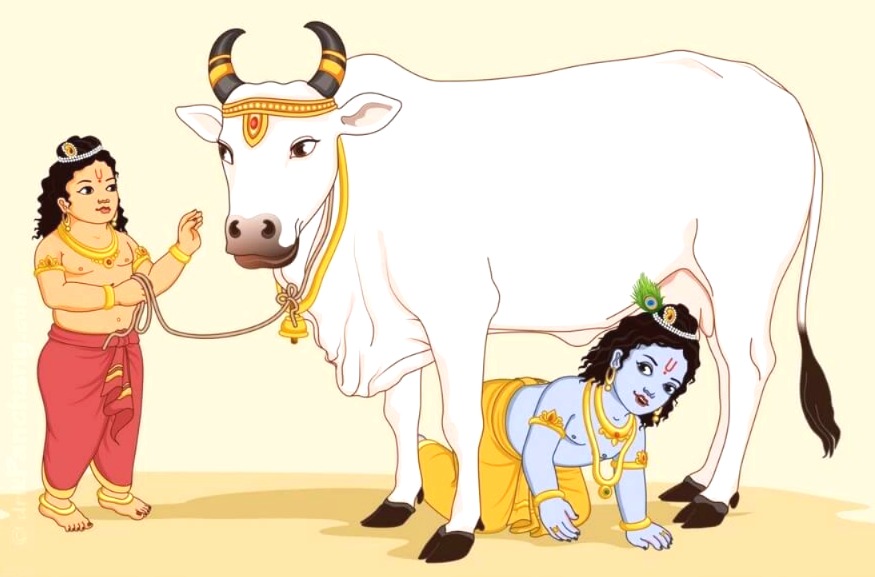Gopashtami 2025, Gopashtami Puja Vidhi, Gopashtami Shubh Muhurat, what to feed the cow, cow worship, Kartik Shukla Ashtami, Gopashtami Date 2025, importance of cow, Religion News, Special Story, Shri Krishna, why celebrate Gopashtami, Gopashtami Katha, Gopashtami importance, cow worship